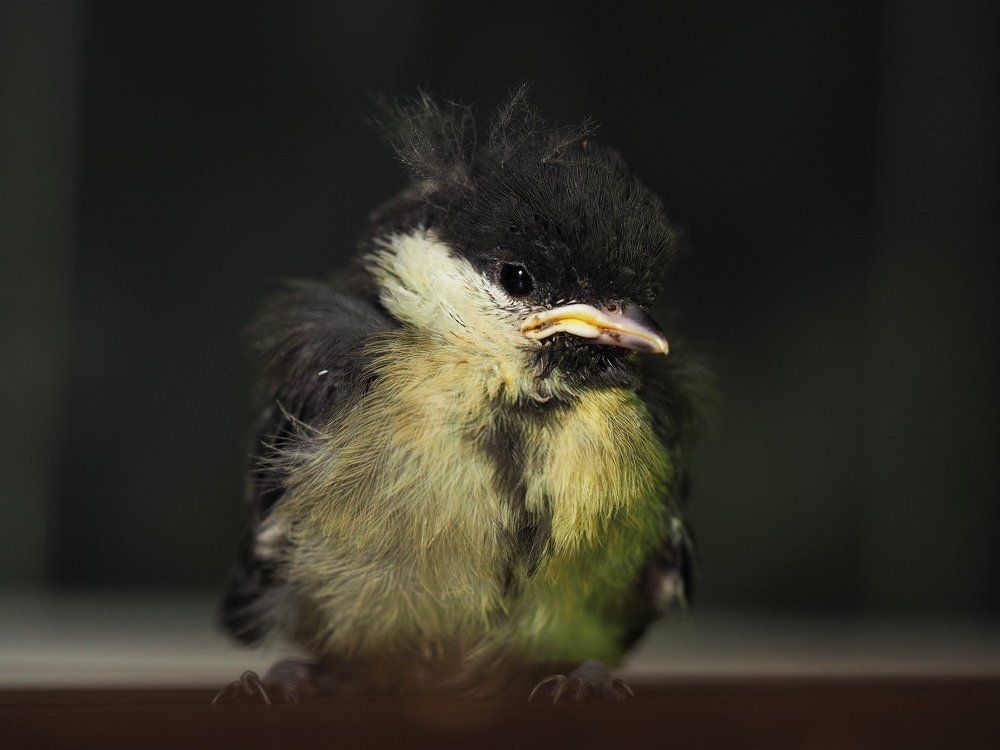 Птенец синички.