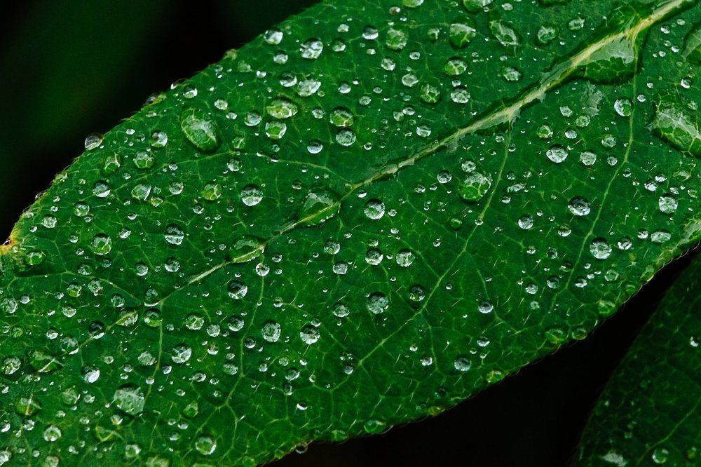 После дождя