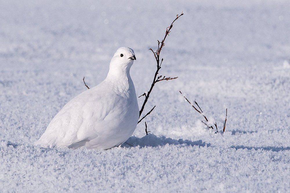 Белая куропатка.