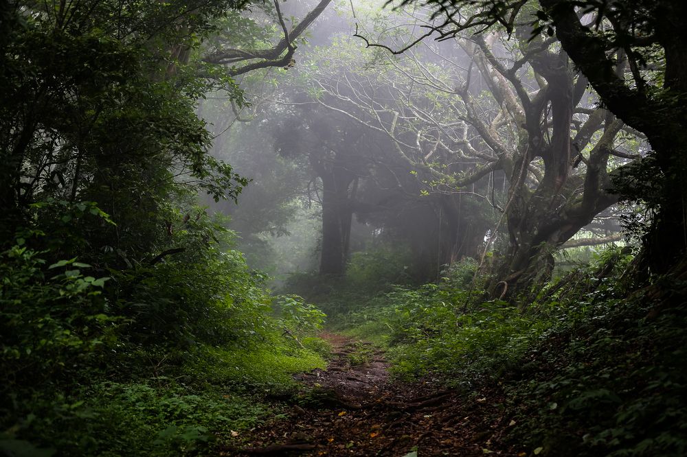 Сказочный лес...