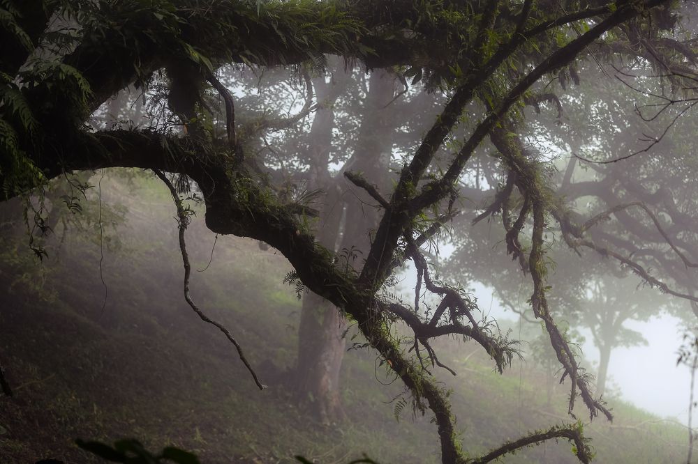 Сказочный лес Коста-Рики...