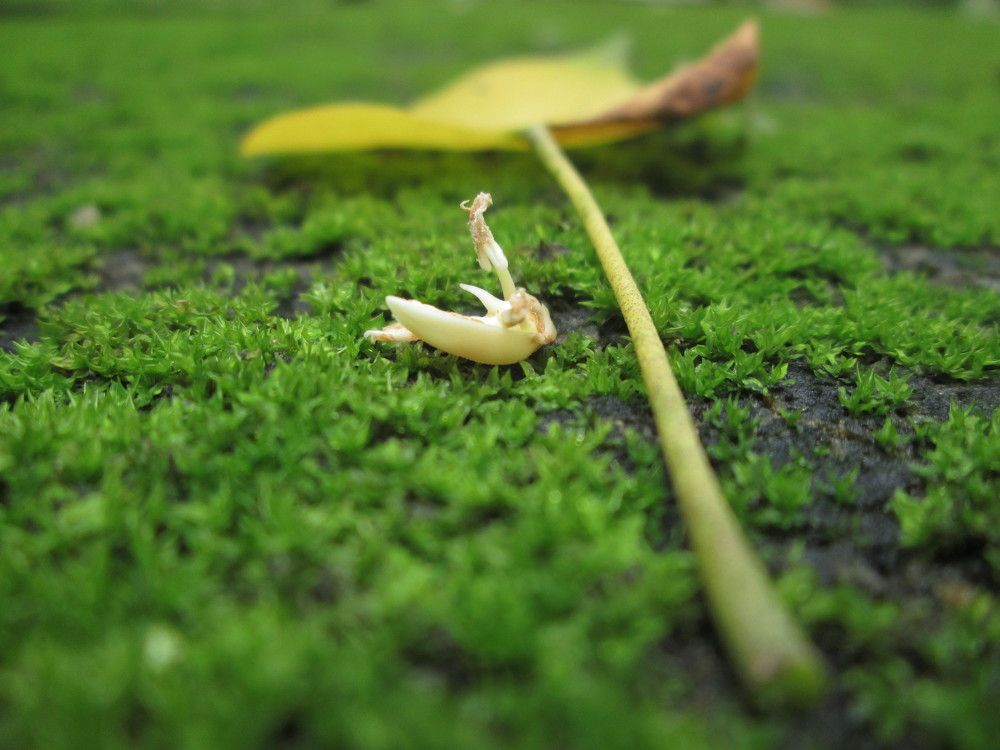 Leaf & Seed