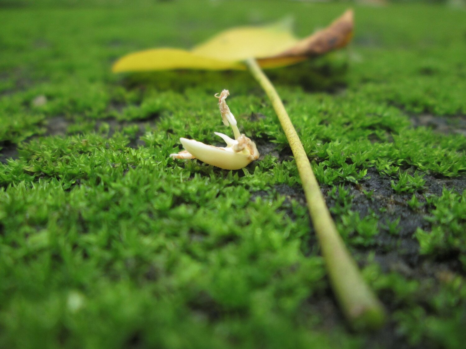 Leaf & Seed