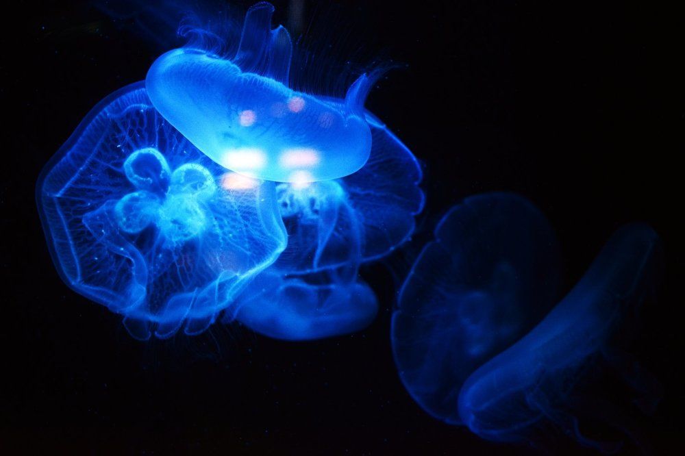 Инопланетное