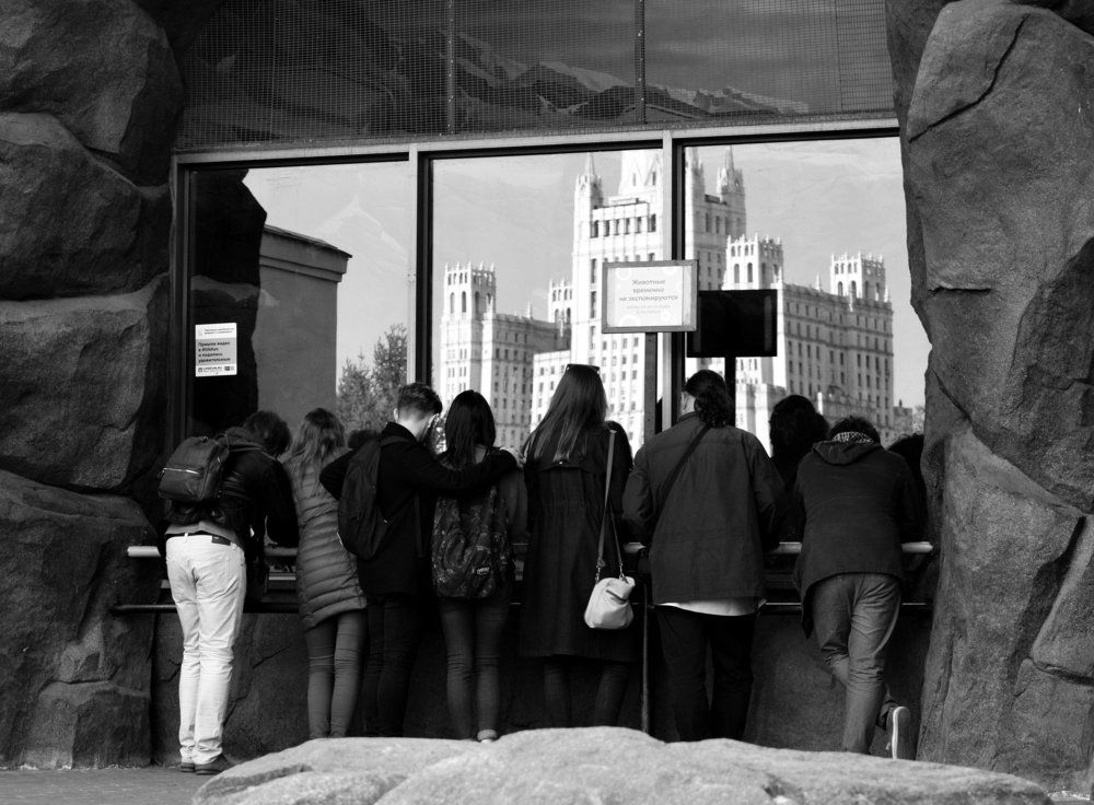 Животные временно не экспонируются