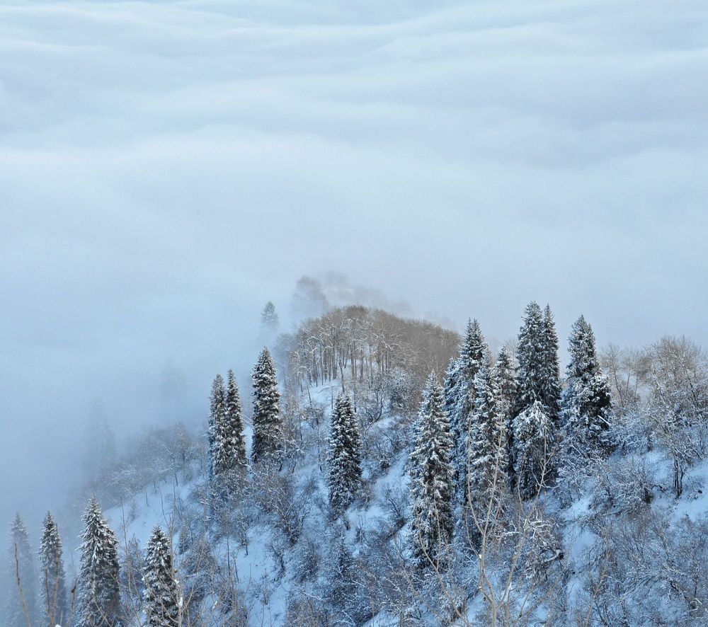 Ноябрьский туман