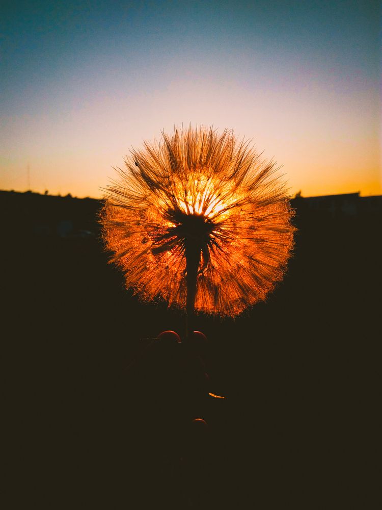 Sunset's dandelion