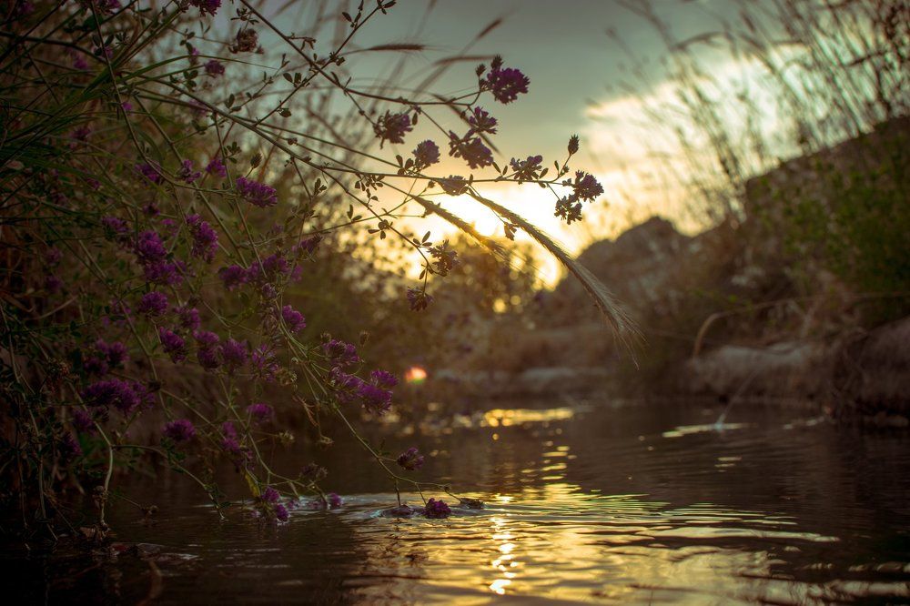 Nature of Iran - Shiraz