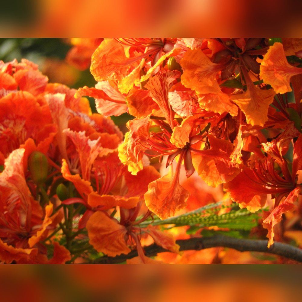 Red nature