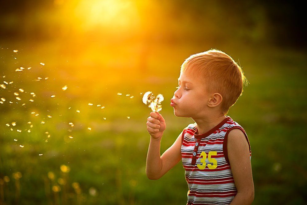 Одуванчики