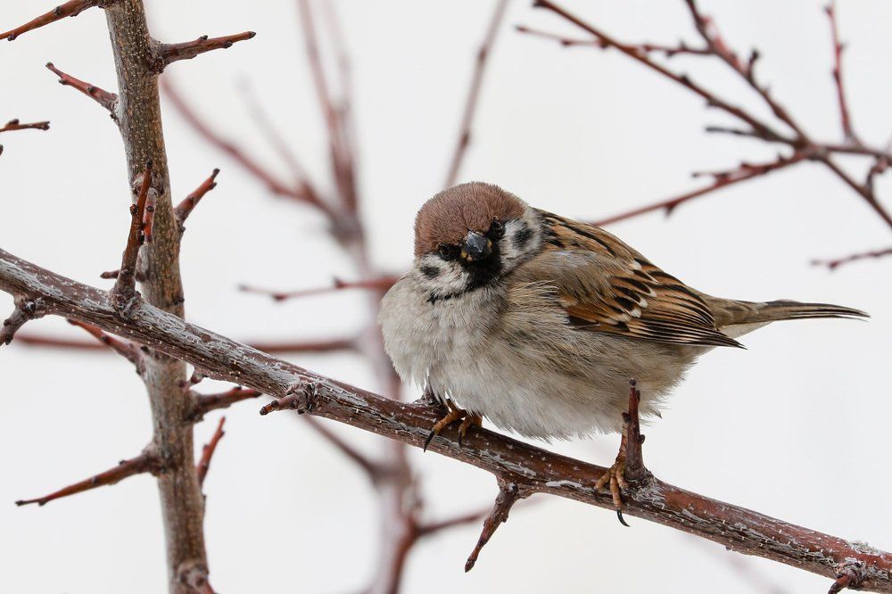 хихтаквизич