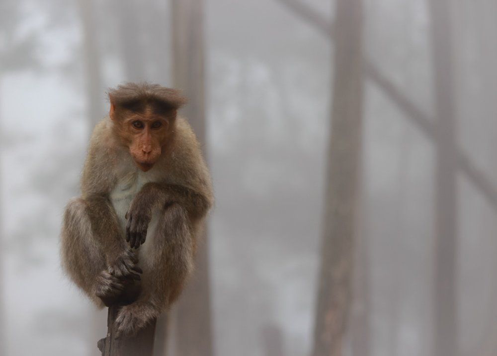 langur