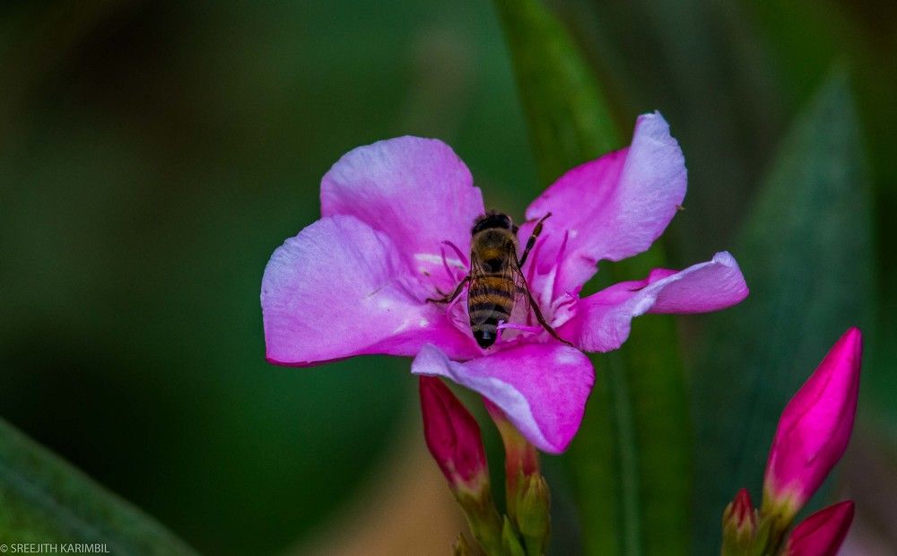 honey bee in flower