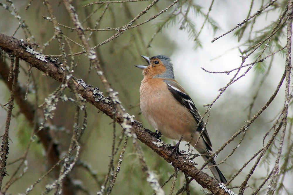 Зяблик. Весенние трели.