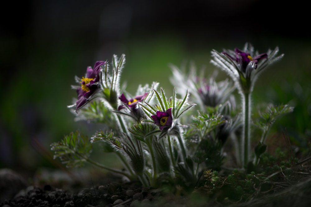 Мальчиши-плохиши