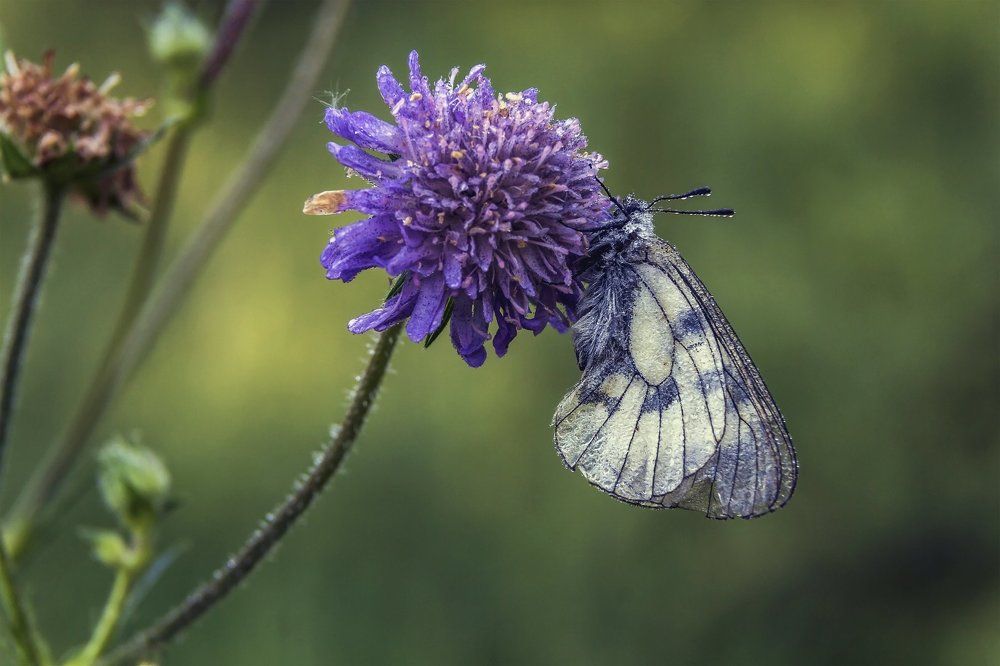 Во власти утренней росы