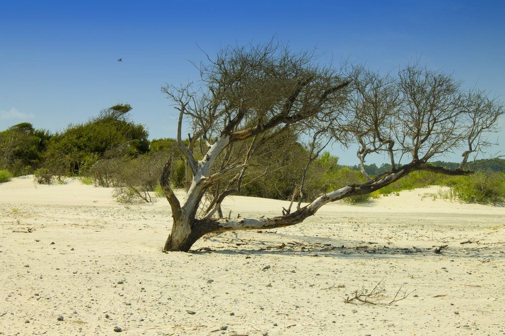 The Naked Tree