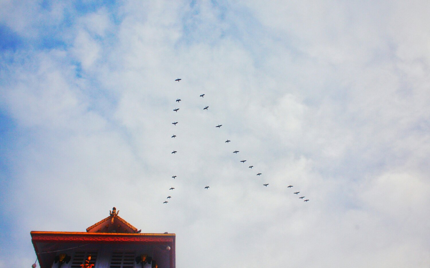 travel birds