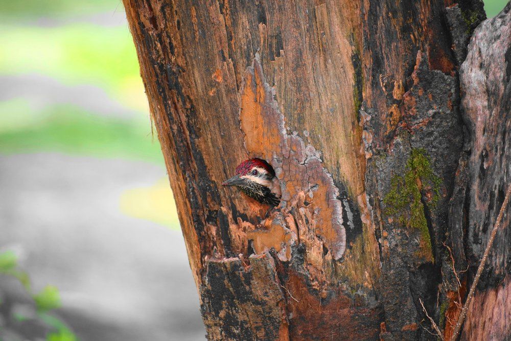Woodpecker