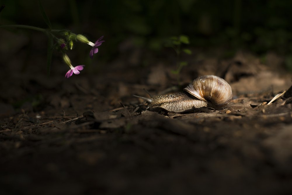 Улитка и цветок.