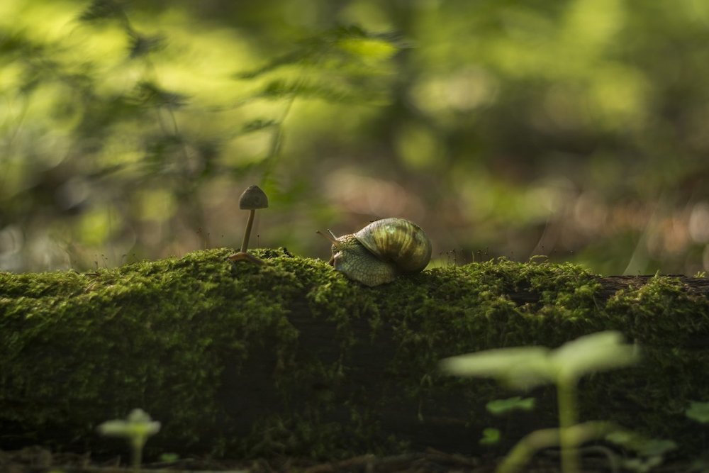 Первый раз в лесу?