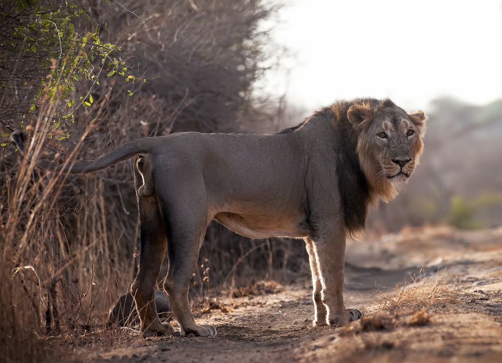 Asiatic Lion - Gir National Park