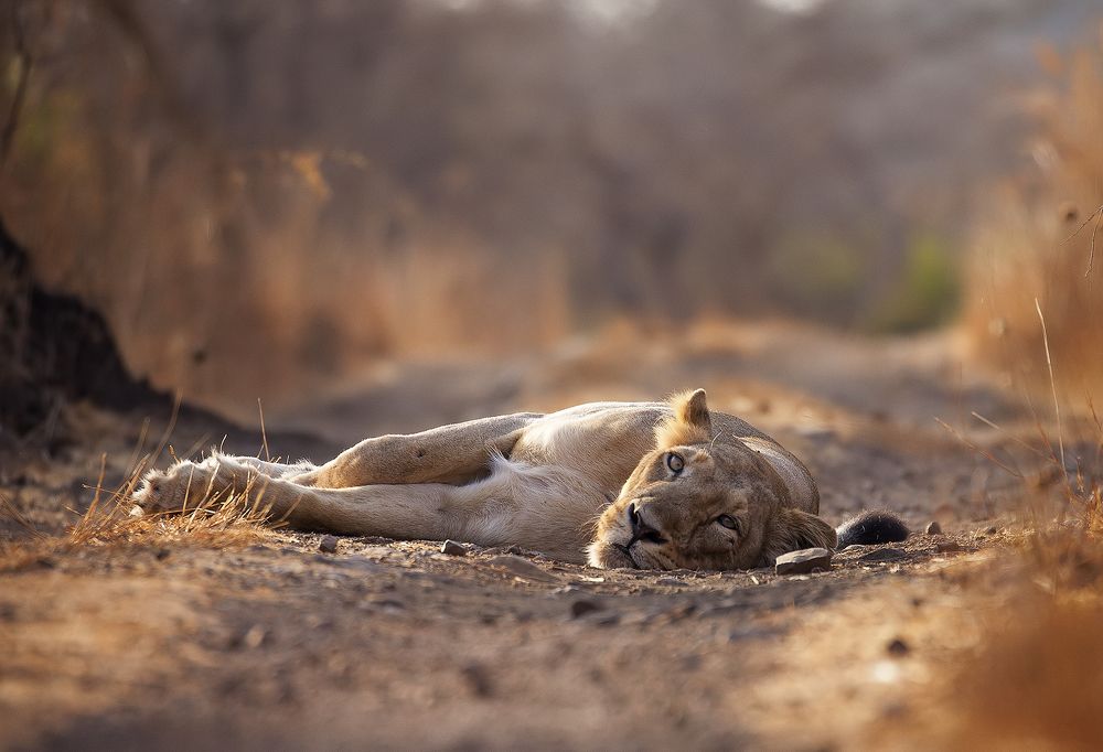Lazy Lioness - Asiatic Lion (Female)
