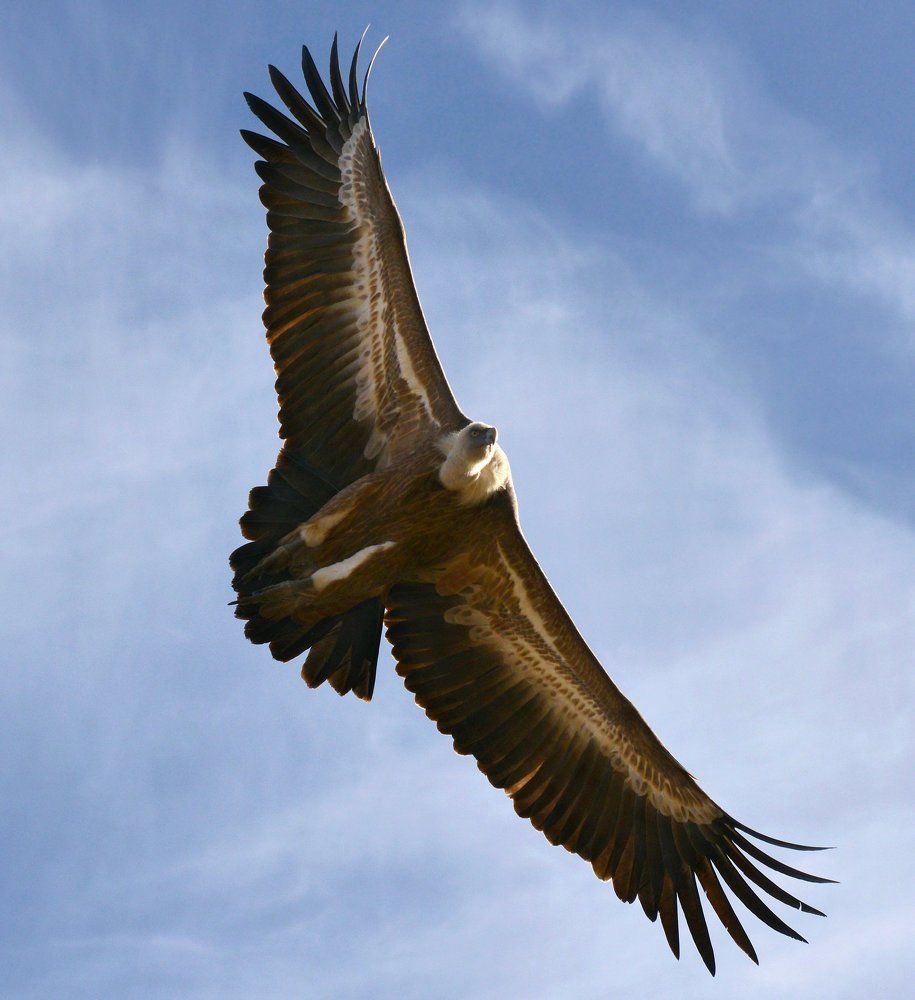 Фотография автора Владимир Метцгер