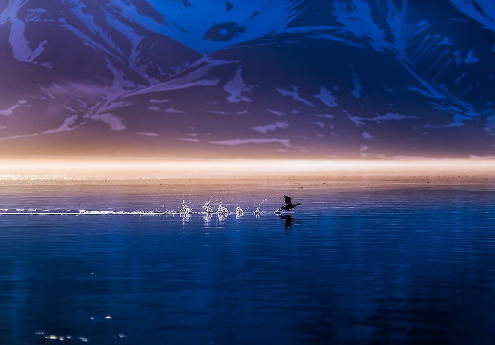 Лонгйир. Гагары. Бег.