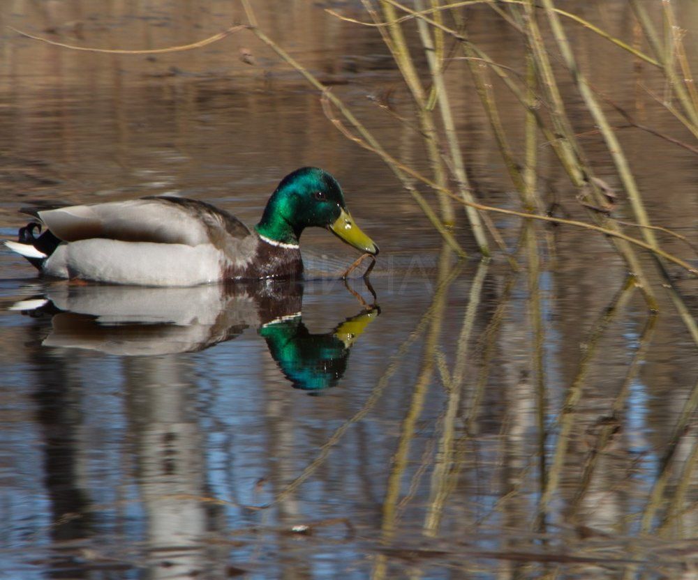 "Свет мой зеркальце скажи..."