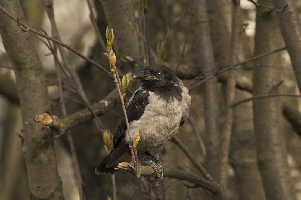 Птенец слеток. Вороненок.