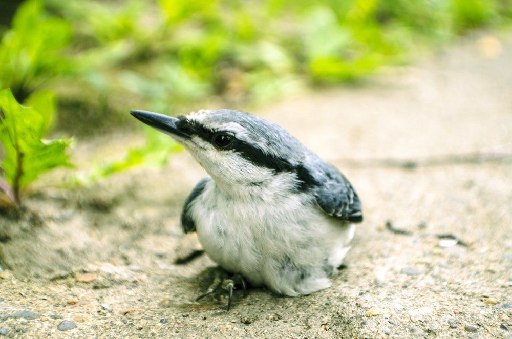 птинец поползня