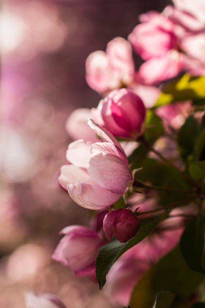 Яблоня в цвету