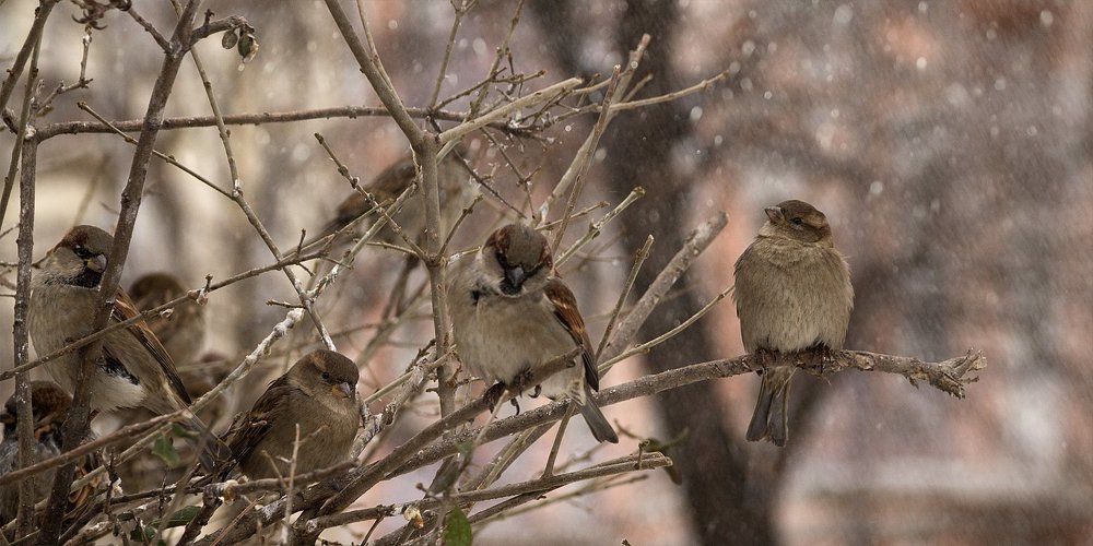 Нелётная погода