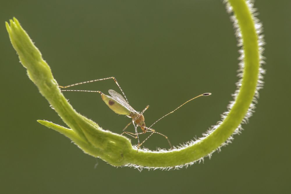 Metacanthus in the sun