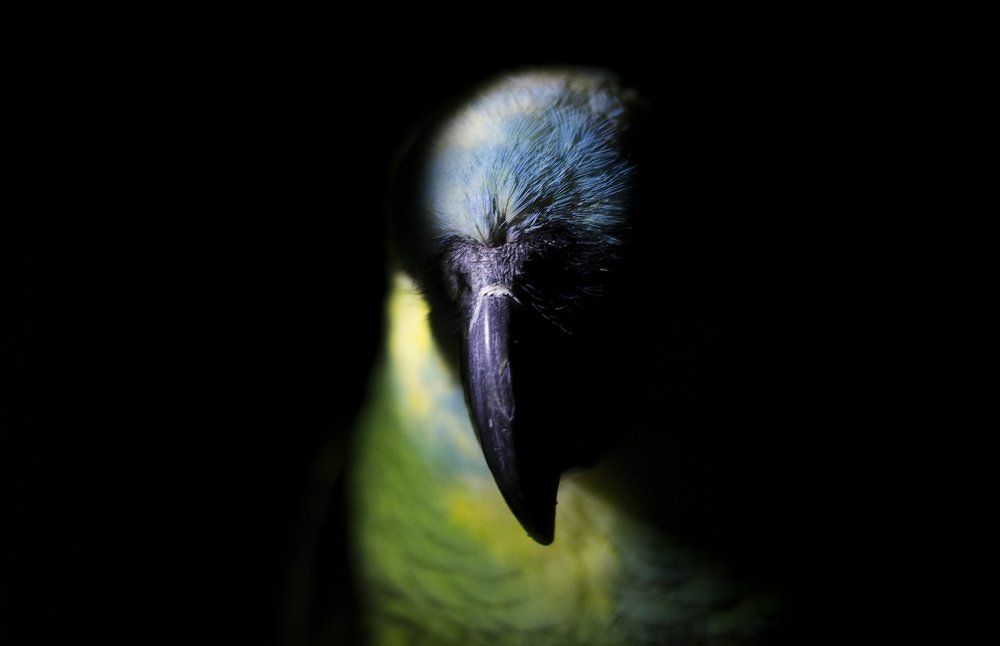 Цветной рыцарь.