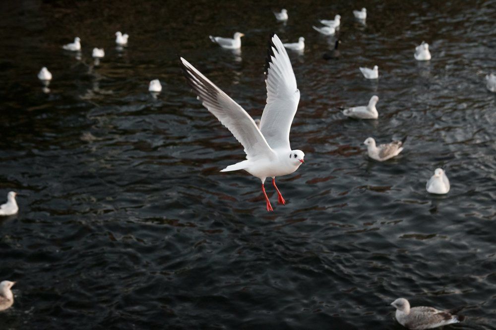 Photograph by Елена Неведицына