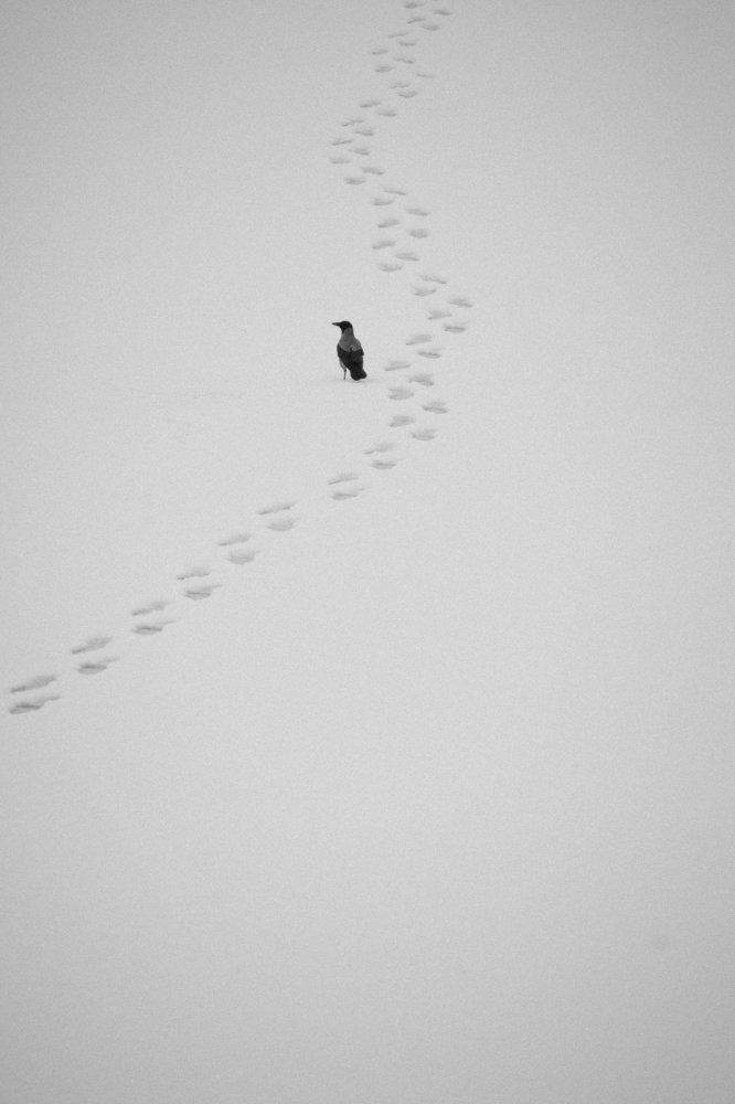 Photograph by Елена Неведицына