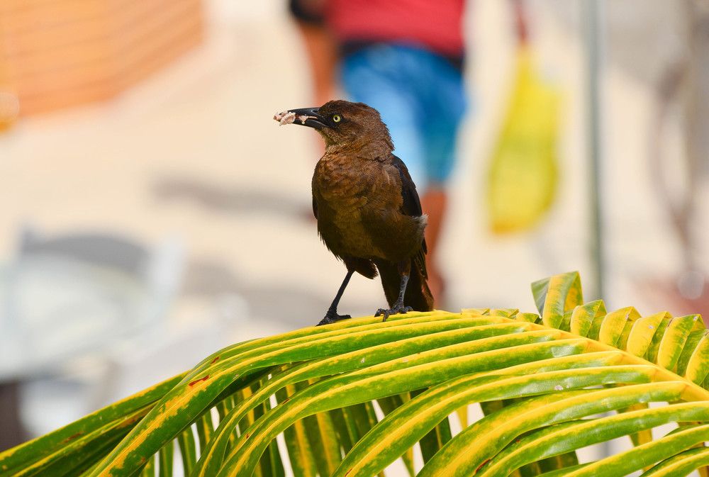 Мексиканская птичка