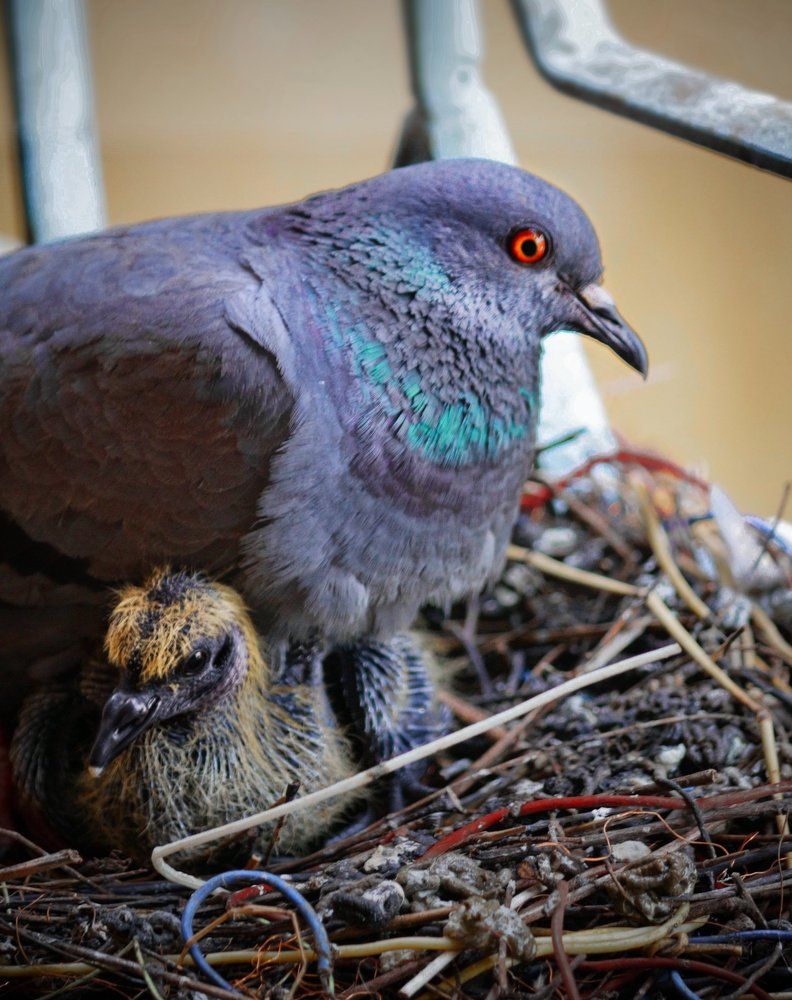 Pigeon and Squab