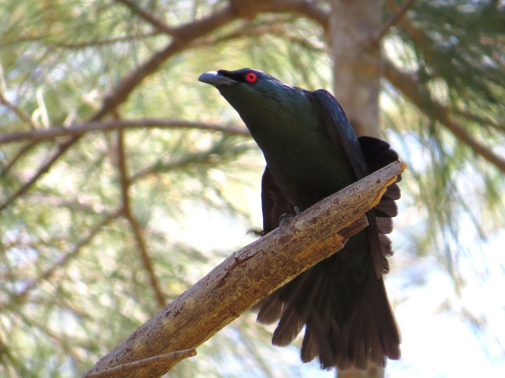 Asian Glossy Starling