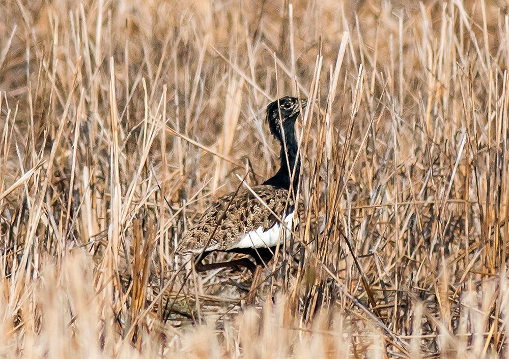 Bengal FLorican