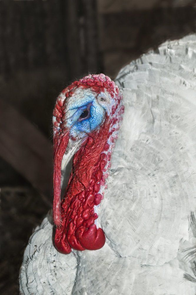 Взгляд умной птицы