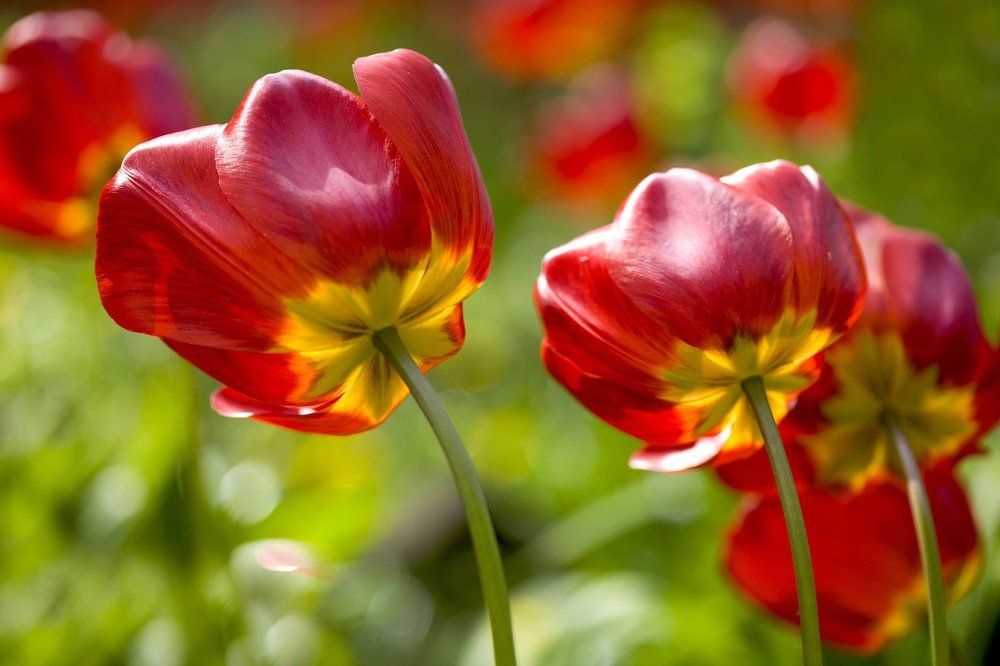 red tulips