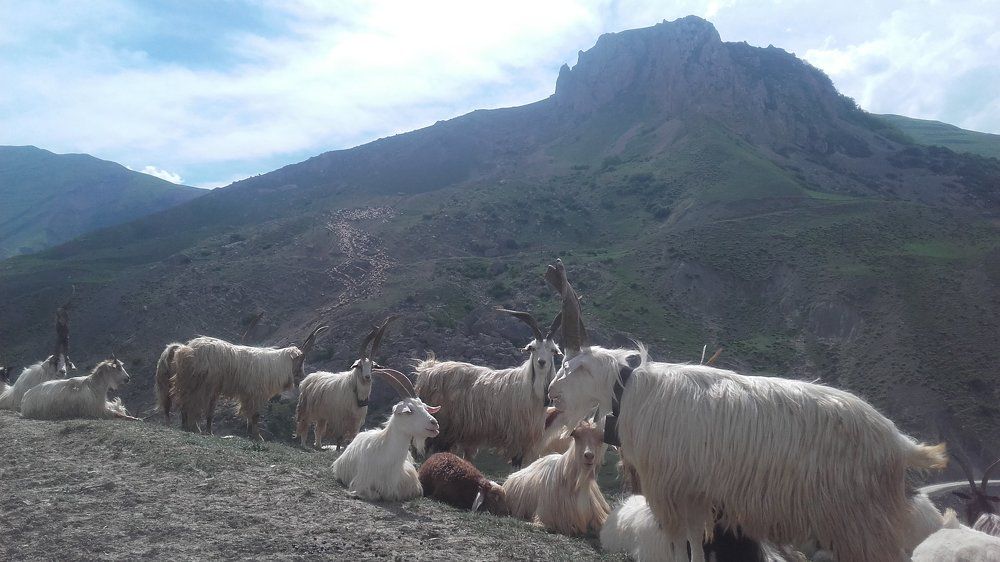 Goats