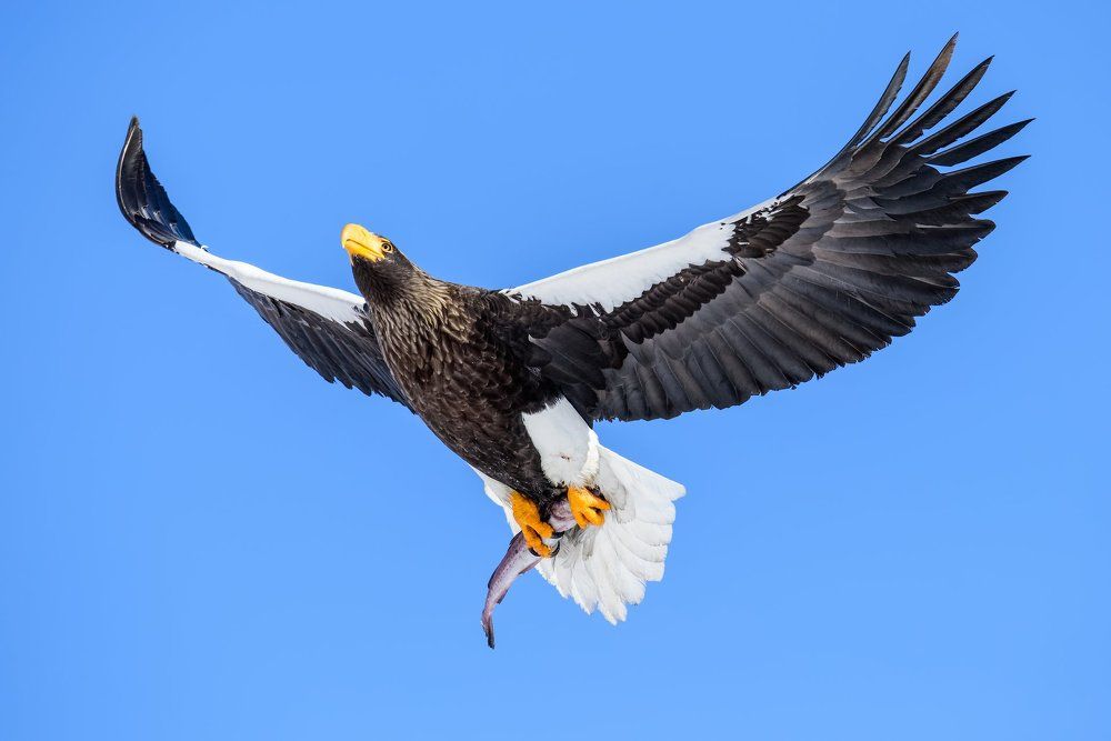 Удачный улов