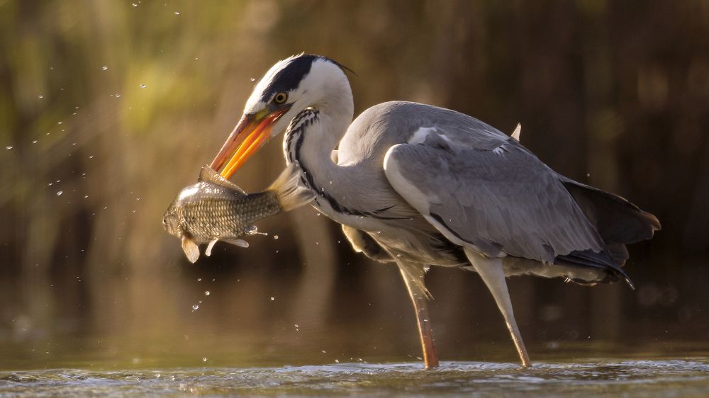 Удачная рыбалка