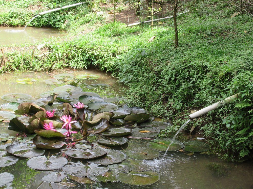 Flow of Life