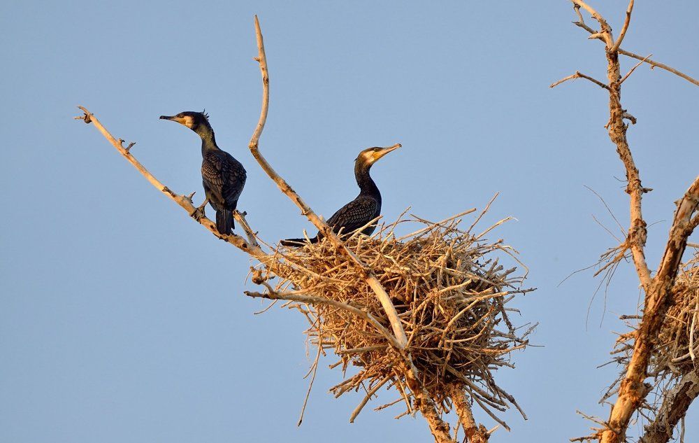 Чёрные бакланы на гнезде...