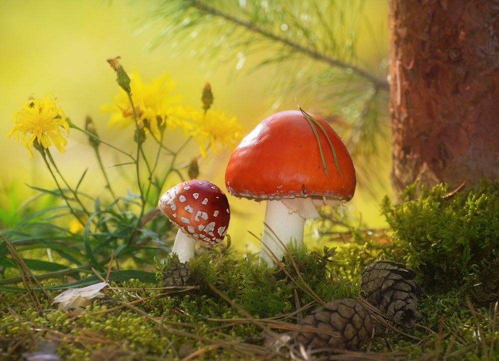 Веснушки от папы, у тебя, сыночек